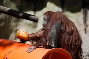 La orangutana Sandra será trasladada mañana del Ecoparque a un santuario en Estados Unidos