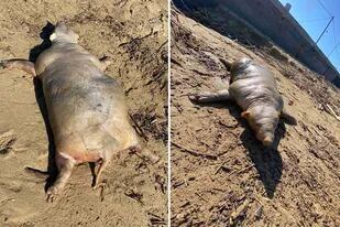 Una extraña criatura apareció en la orilla de una playas de Grecia