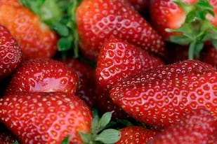 En esta imagen de archivo se ven fresas frescas. Reguladores de Estados Unidos y Canadá investigan un brote de hepatitis que podría estar vinculado con fresas orgánicas frescas.  (AP Foto/Archivo)