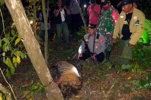 Un policía y funcionarios de vida silvestre muestran el cuerpo de uno de los tres tigres de Sumatra encontrados tras quedar atrapados en trampas cerca de una plantación de palma aceitera en el Aceh Oriental, el domino 24 de abril de 2022. (AP Foto)