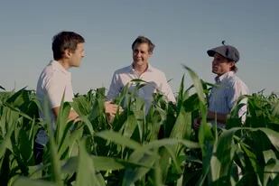 Desde Gualeguay, el maíz crece gracias a un servicio de agricultura de precisión en nutrición