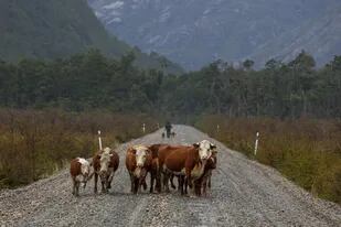Vacas en las afueras de Caleta Tortel.Gustavo Castaing