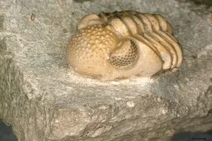 Phacops geesops, un trilobite del Devónico. Los ojos del animal constan de 200 lentes individuales cada uno, que abarcan seis pequeñas facetas, que nuevamente forman un ojo cada una