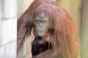 El traslado de la orangutana Sandra comenzará a fin de mes, según anunció la jueza Elena Liberatori
