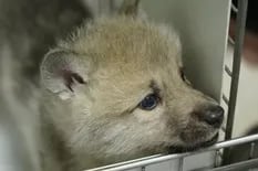 China presentó al primer lobo ártico clonado del mundo