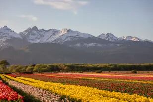 Campo de tulipanes de Trevelin, en la provincia de Chubut