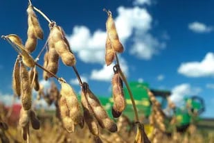 La medida del Central afecta a quienes guarden más de un 5% de soja o trigo