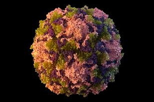 Esta ilustración de 2014 facilitada por los Centros para el Control y la Prevención de Enfermedades de Estados Unidos muestra una partícula del virus de la polio.