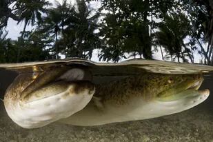 Las anguilas han sido un misterio que los científicos han querido resolver durante miles de años