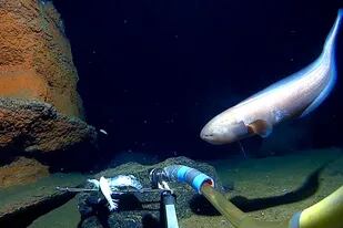 Los científicos encontraron una gran cantidad de vida en lo más profundo del océano