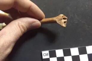 Uno de los huesos de conejo fechado para el estudio