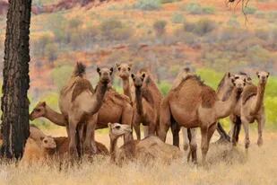 Los camellos fueron traídos a Australia en el siglo XIX y desde entonces se han convertido en salvajes