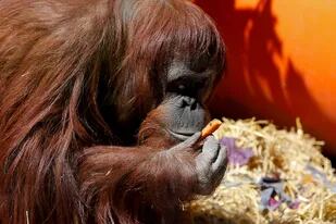 La orangutana Sandra será trasladada mañana del Ecoparque a un Centro para Grandes Simios en Estados Unidos