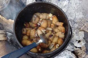 Las larvas de escarabajo forman parte de la alimentación tradicional de la comunidad Guavira poty, en Misiones