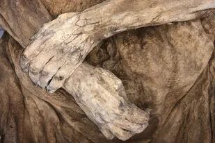 Las manos de Anna Catharina Bischoff, una de las momias más famosas de Suiza