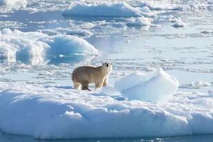 Un oso polar del sureste de Groenlandia sobre un glaciar, o hielo de agua dulce, a 61 grados norte en septiembre de 2016