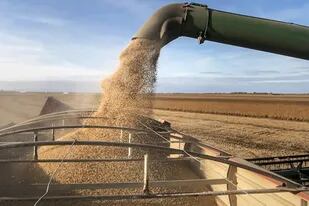 La producción de soja se vería castigada el año próximo, según se pronostica en el mercado