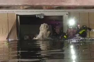 El dramático rescate de una perra atrapada por una semana en una casa inundada