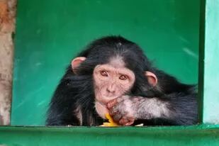 Una de los tres chimpancés robados de un santuario en la República de Congo
