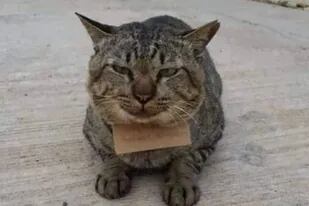 Un gato en Tailandia se volvió viral en las últimas horas después de que desapareció tres días de su hogar y volvió con una "deuda" escrita en una nota que cargaba en su cuello