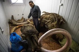 De acuerdos a las autoridades rusas, al año se comercializan de forma ilegal unas 100 toneladas de restos óseos de mamut