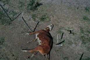 Miles de cabeza de ganado murieron en el norte de Santa Fe por la sequía (AP Foto/Gustavo Garello)