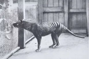 Postal del tigre de Tasmania del Hobart Zoo de 1928, la especie ahora quiere ser "revivida"