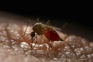Un mosquito Aedes aegypti, vector del dengue, zika y chikungunya