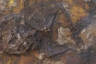 06/07/2022 Esqueleto bien conservado de una rana fósil de la Colección Geiseltal. La rana probablemente murió durante el apareamiento en un ambiente pantanoso y se rompió en dos pedazos debido a las corrientes en el fondo del lago. POLITICA INVESTIGACIÓN Y TECNOLOGÍA D. FALK.