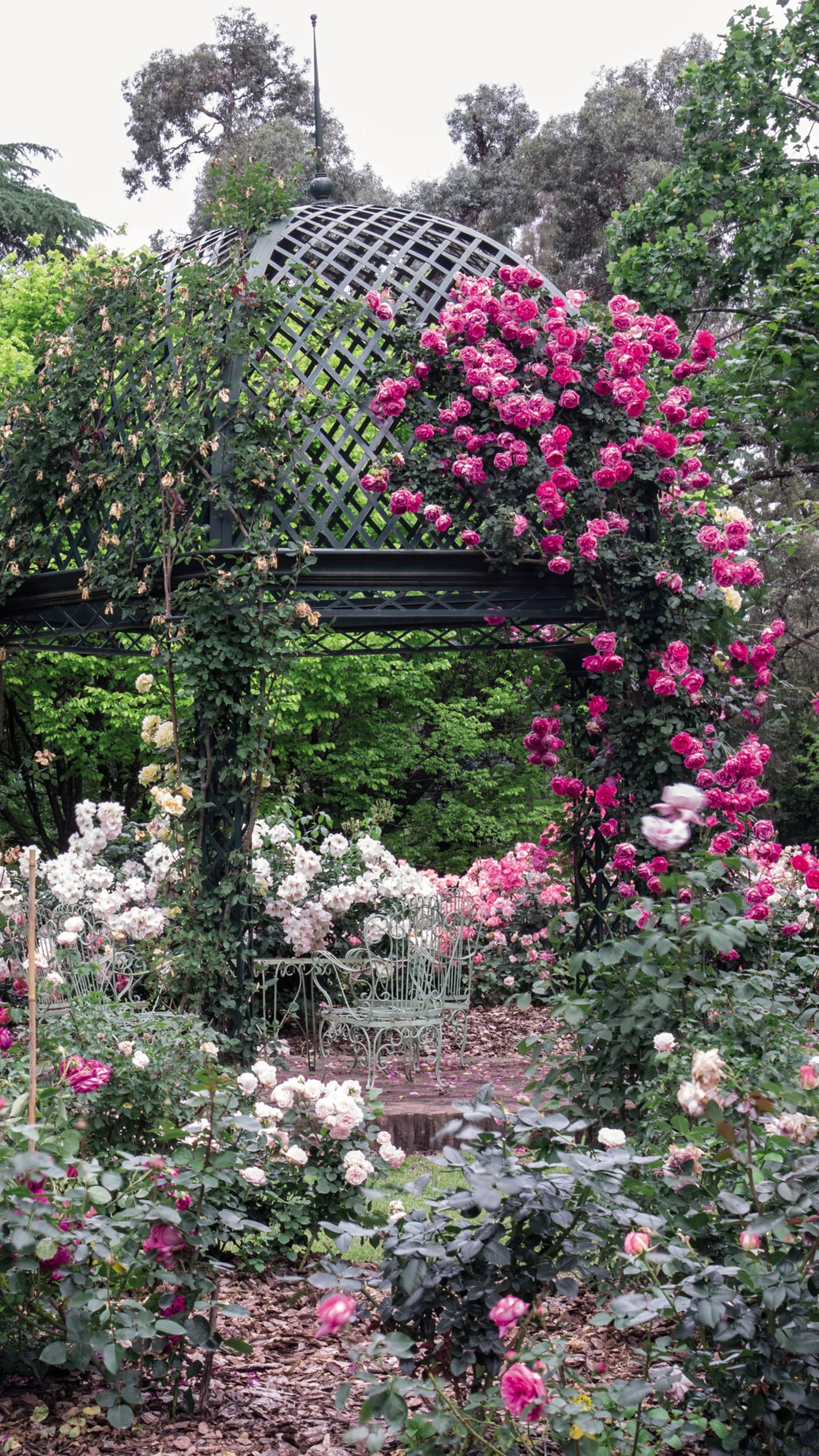 Details 100 jardines con rosas de colores