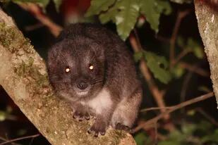 25/05/2022 Los damanes arbóreos de los bosques montañosos de Taita son mamíferos nocturnos vociferantes. POLITICA INVESTIGACIÓN Y TECNOLOGÍA HANNA ROSTI