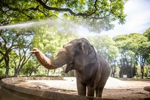 Mara, la elefanta del Ecoparque porteño que será trasladada a Brasil en marzo