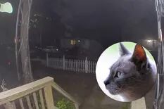 Una gata que estaba perdida en Nueva York volvió a su casa y tocó el timbre, ahora es viral