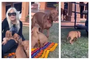 Susana Giménez compartió un video de los cachorros de su perra Rita y un galán de Netflix le dejó un sorprendente comentario