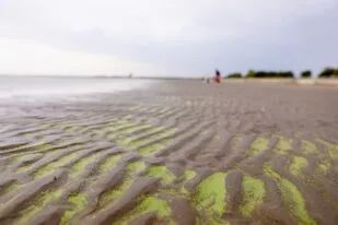 Distintas zonas de la costa sur del Río de la Plata están afectadas, otra vez, por la presencia de cianobacterias, como Punta Lara
