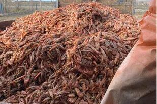 Se perdieron 500 toneladas de langostino fresco por un piquete en el puerto de la ciudad de Puerto Madryn