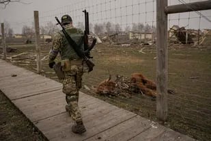 Un soldado ucraniano pasa junto a un animal asesinado durante los combates en un zoo privado mientras soldados y voluntarios trataban de evacuar a los sobrevivientes a la aldea de Yasnohorodka, a las afueras de Kiev, Ucrania, el 30 de marzo de 2022. (AP Foto/Vadim Ghirda)
