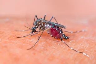Cuáles son principales medidas de prevención contra el dengue y los consejos para evitar la proliferación de mosquitos en el hogar