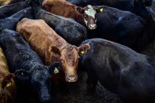 Por las vacas se pagó un máximo de 300 pesos por kilo por un lote con 471 kilos de promedio
