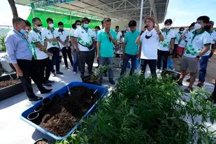 Personas interesadas en cultivar cannabis participan en un taller informativo en una granja de Chonburi, al este de Tailandia, el 5 de junio del 2022. 
(AP Photo/Sakchai Lalit)