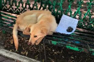 El perro fue abandonado con una carta en el banco de una plaza. Fuente: Mascotas Coyoacán