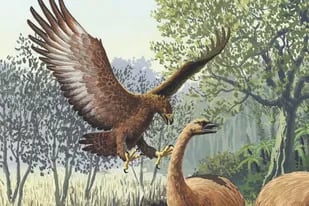 Ilustración de un águila de Haast atacando a un moa gigante de la isla Sur, en Nueva Zelanda