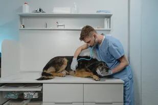 Una escena habitual en las guardias veterinarias