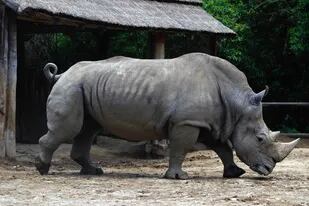 Gaspar, el rinoceronte que murió anoche en el Ecoparque