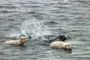 Fueron vistos nadando un lobo marino y dos ovejas