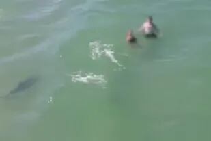 El tiburón se acercó a varios grupos de bañistas en Daytona Beach, Florida