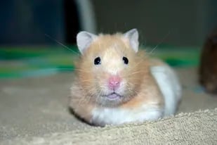 Pequeños, inofensivos y simpáticos, los hamsters suelen ser la primera mascota de miles de niños