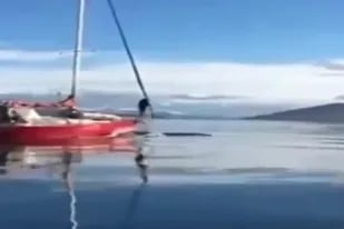 Navegantes de un velero embistieron a una ballena en el Canal de Beagle