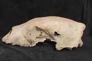 16/06/2022 El cráneo de un antiguo oso polar, apodado Bruno, fue encontrado en la costa del mar de Beaufort en 2009. POLITICA INVESTIGACIÓN Y TECNOLOGÍA PAM GROVE