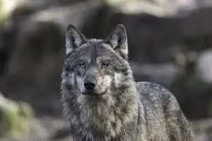 Los lobos mutantes de Chernobyl: revelan que serían inmunes a una enfermedad